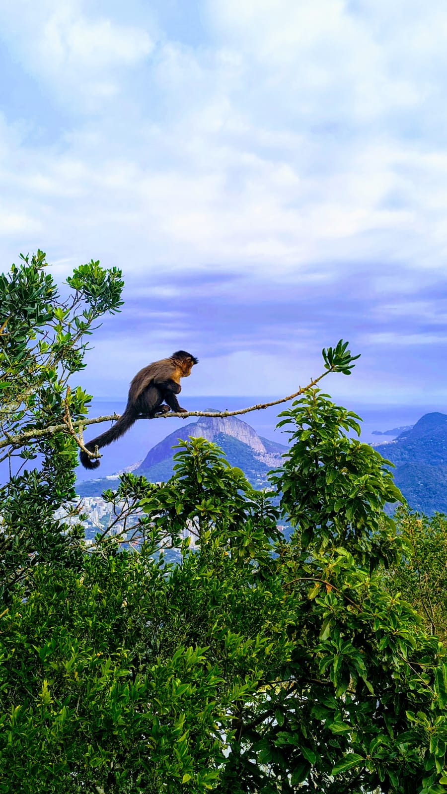 Macaco