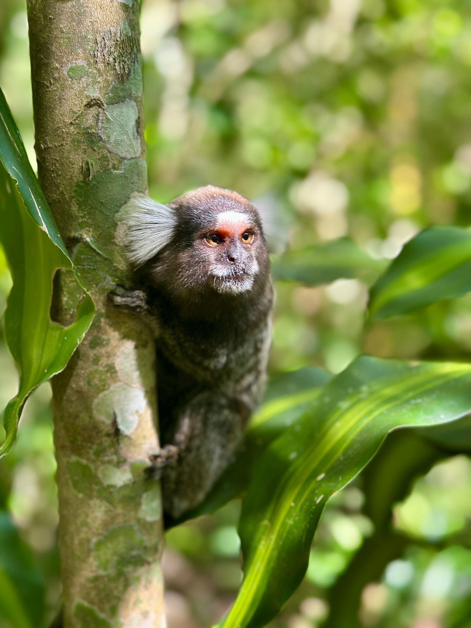 Sagui na Floresta da Tijuca