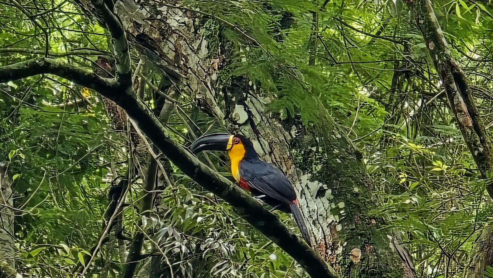 Tucano