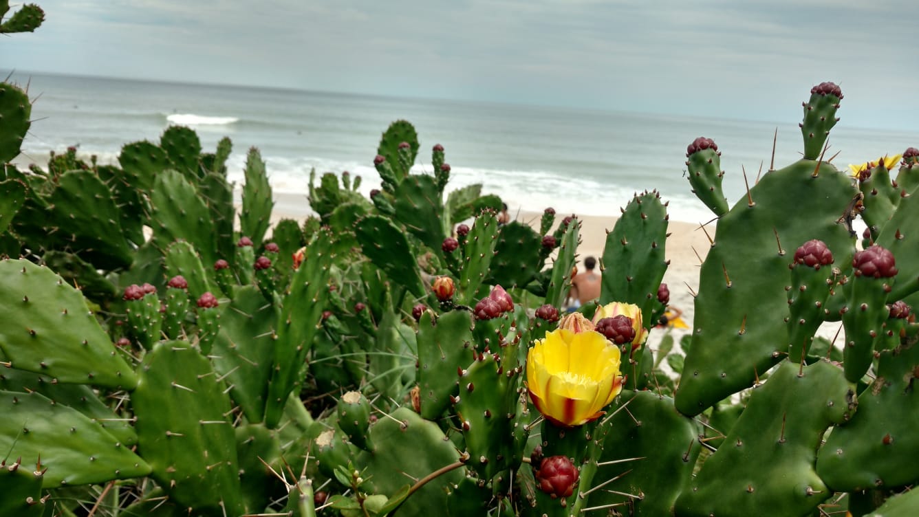 Flora da restinga